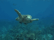 BA5May12.gif