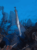 BA10May12.gif