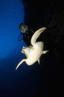 TD5May1312.gif