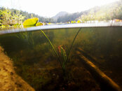 WaterLily_P5150149.jpg