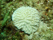 1400 04 maze coral.jpg
