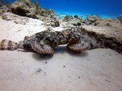 scorpion fish make out.JPG