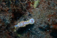Red Tip Sea Goddess.JPG