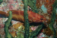 Orange Spot Fish.JPG