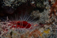 Rough File Clam.JPG