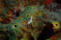Longhorn Nudibranch.JPG