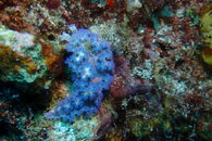 P5240008.JPG