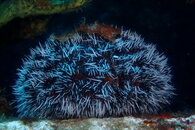 West Indian Sea Egg.JPG