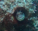 Brown Cheek Blenny.JPG