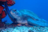 Green Turtle.JPG
