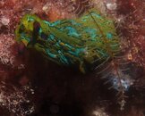 Nudibranch.JPG