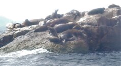 Resting Sea Lions.JPG