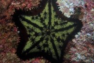 Sea Star.JPG