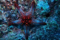 Sea Star1.JPG