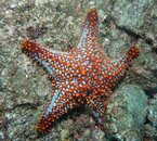 Sea Star2.JPG