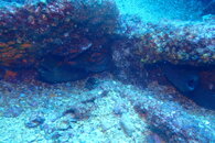 4 Green Moray Eels.JPG