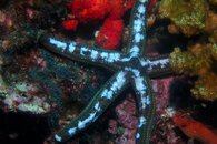 Sea Star3.JPG