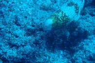 Snowflake Eel.JPG