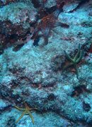 3 Sea Star Species.JPG