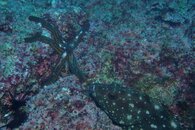 Urchin Sea Star Fish.JPG