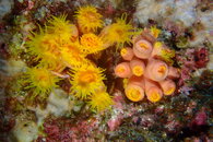 Anenome Maybe.JPG