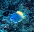 Fish ID 2.JPG