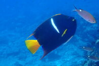 Fish ID-1.JPG