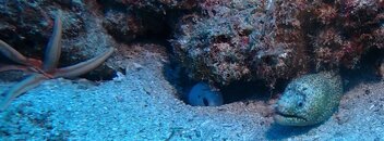 Spotted Eel and Sea Star.JPG