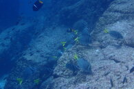 Fish ID 3 Species.JPG