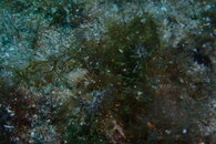 Where is the Sea Hare.JPG