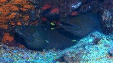 2 Green Morays 5 fish species.JPG