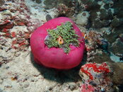 Anenome-with-clown.JPG