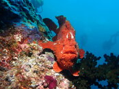 FrogFish.JPG