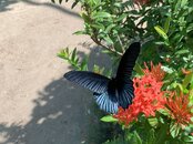 Butterfly Farm.jpg