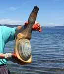 geoduck.jpg