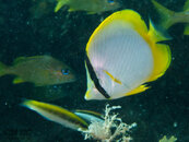 1419 10 spotfin butterflyfish.jpg