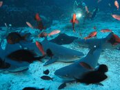 diane and sharks.jpg