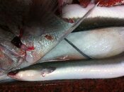 IMG_1598Scaled.jpg