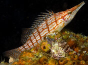 Long nose hawkfish copy.jpg