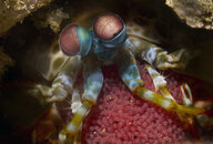 mantis w eggs copy.jpg