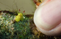 finger nudi copy.jpg