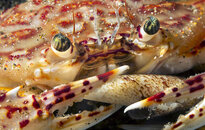 crab feast copy.jpg