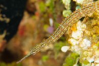 DSC02339_web.jpg