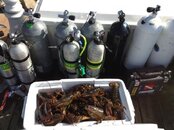 Marine_Electric_Dive_2.jpg