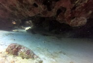 nurse shark awa blanku east point 2.JPG