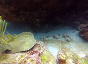 nurse shark awa blanku east point.JPG