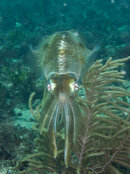 1426 09 squid.jpg