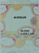 Pulmonary System from Dr. Swift.png