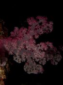 soft_coral3.jpg soft_coral3.jpg