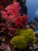 soft_coral2.jpg soft_coral2.jpg